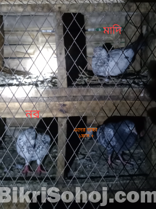 গিরিবাজ কবুতর